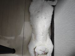 -瑞派动物医院·猫专科·至诚(江南中分院)