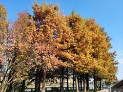 -广富林郊野公园