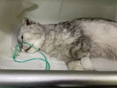 -喜多萌中农锦绣动物医院24H·猫科·牙科MRI·CT