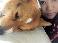 -美联众合动物医院·24h京西诊疗中心