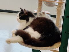 -共舞时光猫咖·狗咖(新街口店)