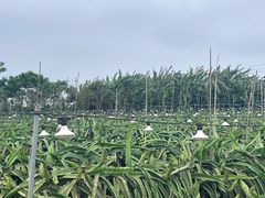 -硇洲岛旅游区