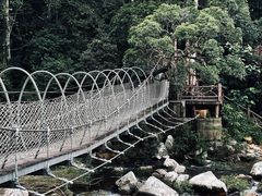 -海南热带雨林国家公园吊罗山景区