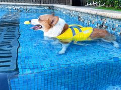 -汪说喵讲宠物乐园宠物酒店(红星美凯龙店)