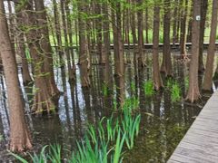 -溱湖国家湿地公园