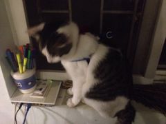 iphone_upload_pic-海边的猫和咖啡馆
