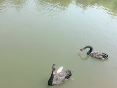 -芭东小镇温泉