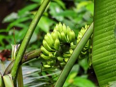 -西双版纳原始森林公园