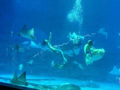 -烟台海昌鲸鲨海洋公园