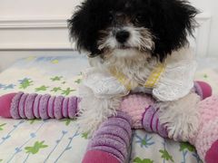 -天宠宠物医院24小时·急重症诊疗中心·全科·腔镜特色(和平分院)