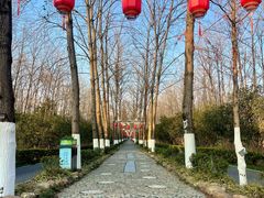 -合肥滨湖国家森林公园