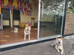 -柴犬高等学院·狗咖·柴犬售卖·宠物训练