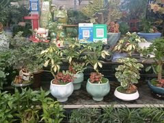 -龙大花卉苗木市场