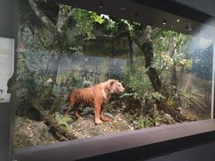 -四川大学博物馆