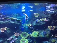 -暹罗海洋世界