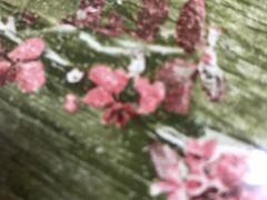 -丁莲芳(红旗路店)