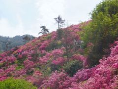 -木兰云雾山