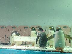 -正佳极地海洋世界