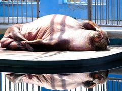 -西霞口神雕山野生动物世界