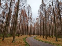 -黄海国家森林公园