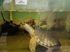 -上海大自然野生昆虫馆(东方明珠·爬宠昆虫探索中心)