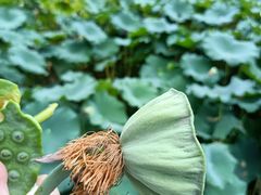 -四川大学(华西校区)