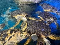 -烟台海昌鲸鲨海洋公园