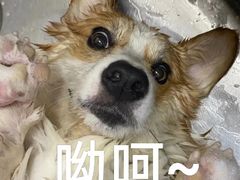 -美联众合动物医院·24h京西诊疗中心