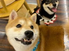 -豆柴町-柴犬主题狗咖(红鼎国际C座店)