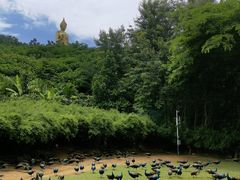 -西双版纳勐泐文化旅游区