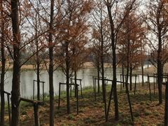 -上海长兴岛郊野公园