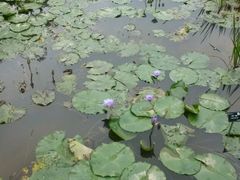 -东莞植物园