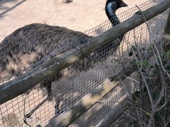 -青藏高原野生动物园