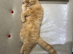 -藏猫猫咖啡主题馆(中央大道店)