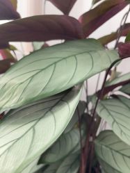 -德绣·机器野生眉发际线·美瞳线半永久