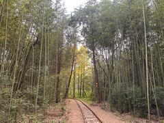 -日照海滨国家森林公园