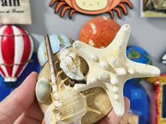 -贝壳沙滩