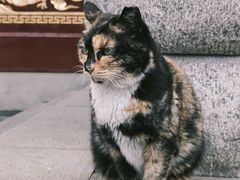 -长春观