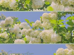 -上海滨江森林公园