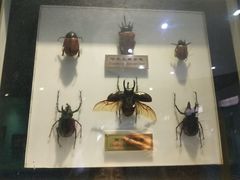 -上海昆虫博物馆