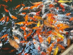 -南宫五洲植物乐园