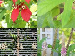 -广州神农草堂中医药博物馆