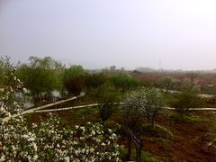 -天王浮山樱花园