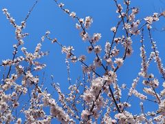 -香山公园
