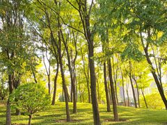 -中央广播电视塔