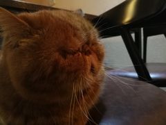-猫友咖啡店(玉林西路店)