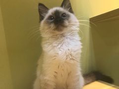 -东方名猫馆·英短金渐层布偶猫舍(环线广场1号楼店)