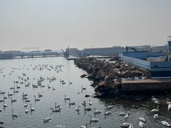 -烟墩角天鹅湖