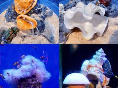 -海合安武汉极地海洋公园