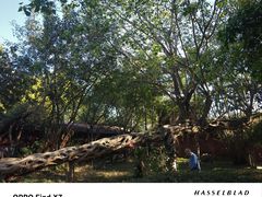 -瑞丽独树成林风景区